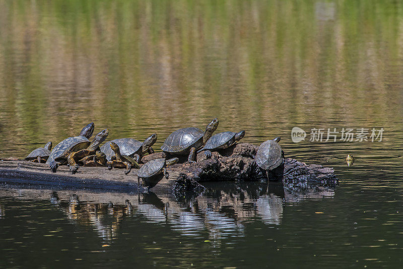 西池龟(Actinemys marmorata或Emys marmorata)，或太平洋池龟，是一种小到中型的龟，甲壳长约20厘米(8英寸)。Pepperwood保存;圣罗莎;加利福尼亚州索诺玛县